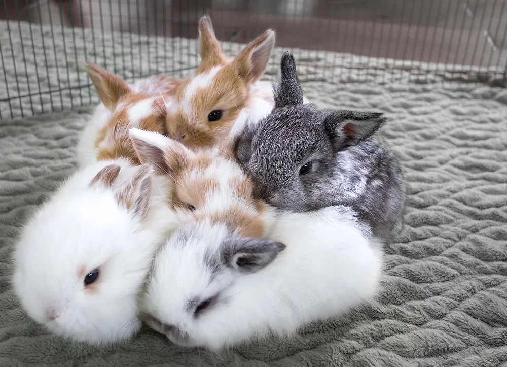 Holland Lop Bunnies for Sale