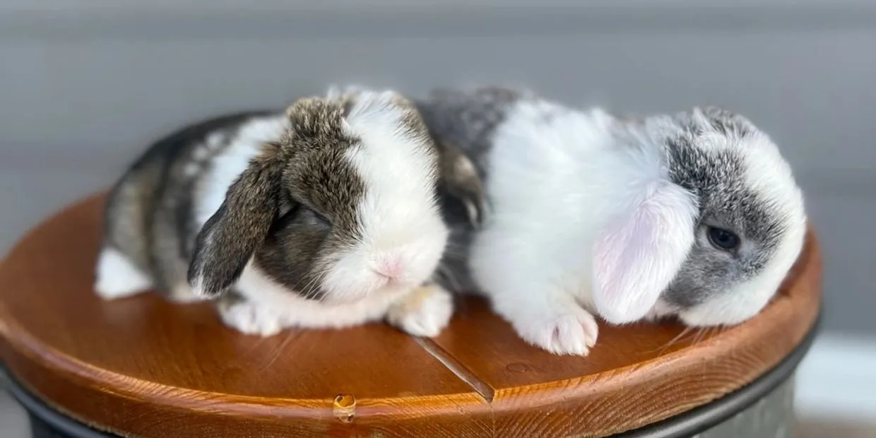Holland Lop Bunnies for Sale
