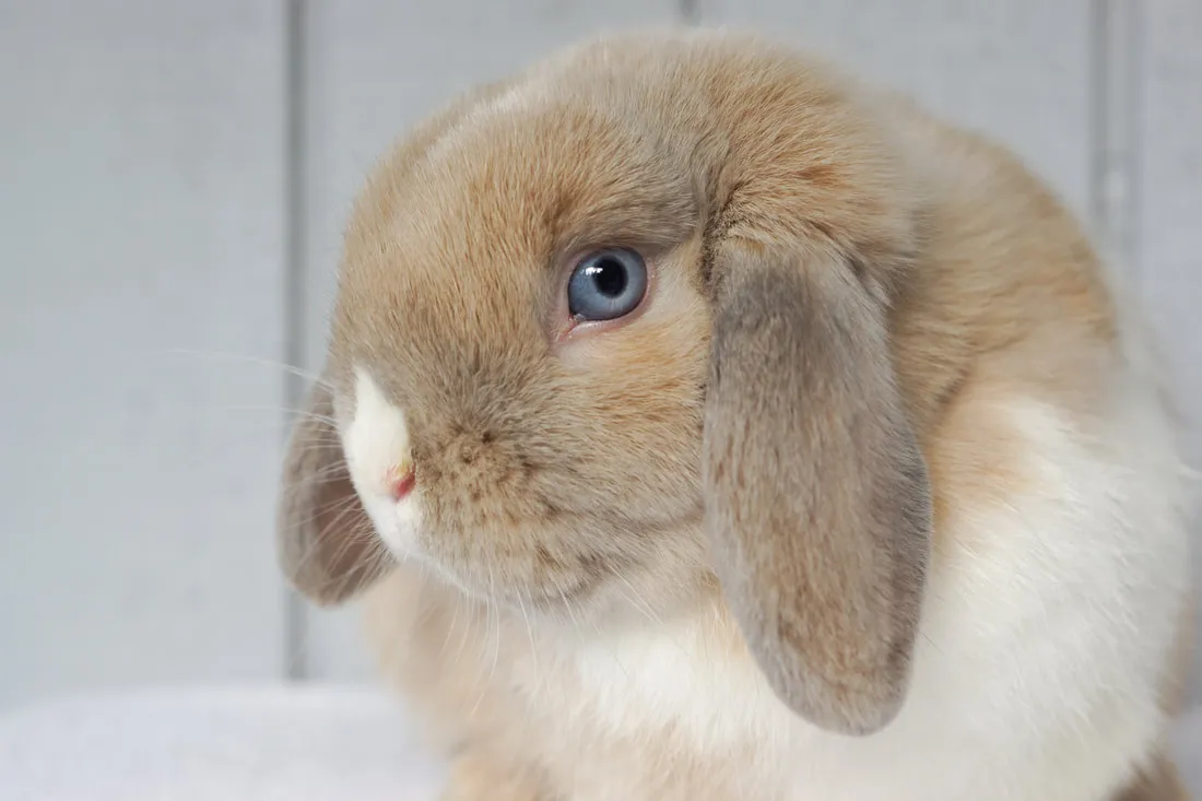 Holland Lop Bunnies for Sale