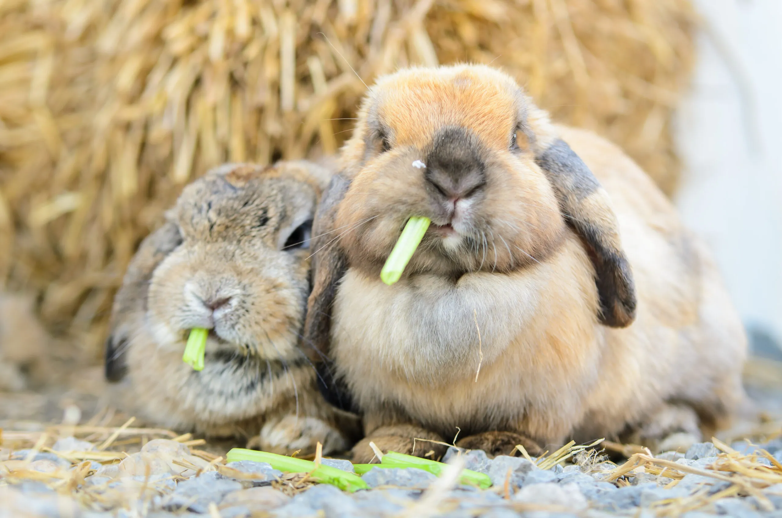 Holland Lop Bunnies