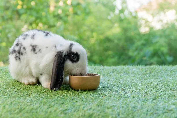 Holland Lop Bunny 