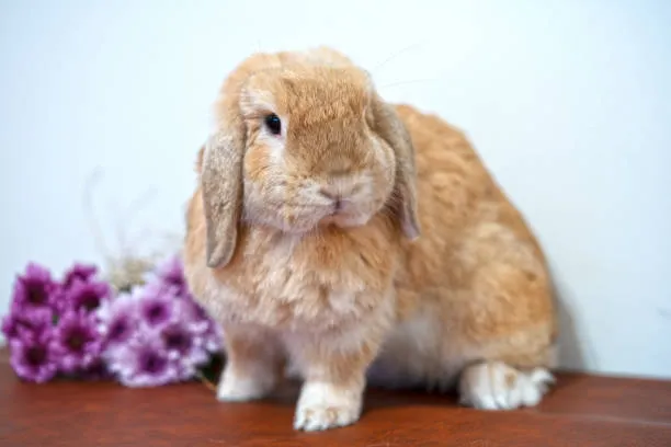 Holland Lop Bunny 