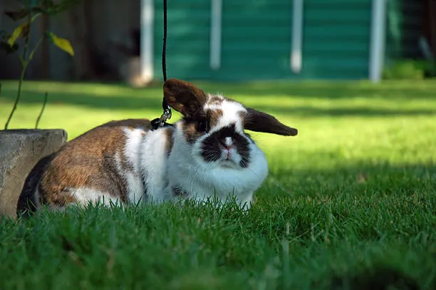Holland Lop Bunny 