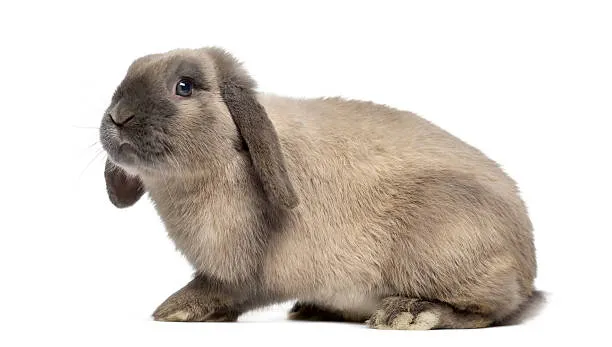Holland Lop Bunny 