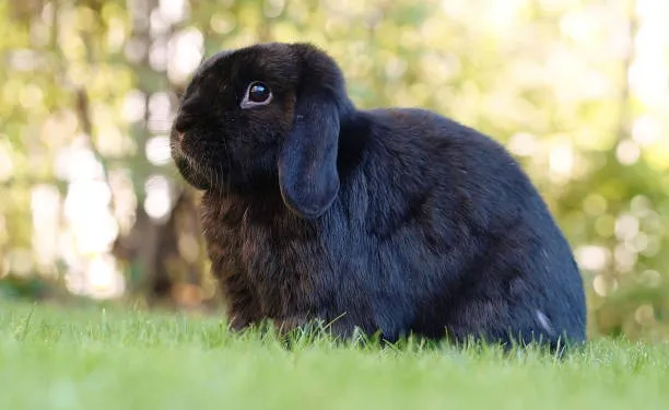 Holland Lop Bunny