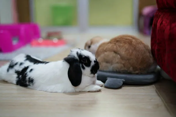 Holland Lop Characteristics