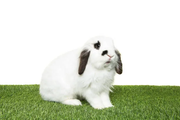 Holland Lop Characteristics