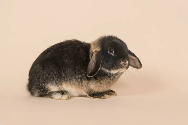 Holland Lop Characteristics