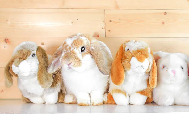 Holland Lop Characteristics