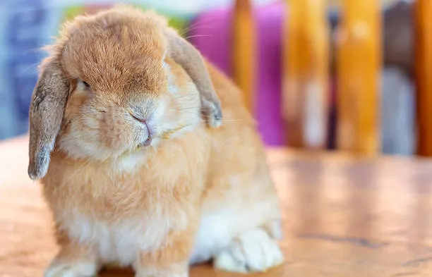 Holland Lop Characteristics