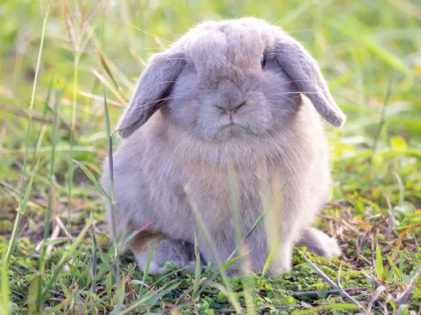 Holland Lop Lifespan 