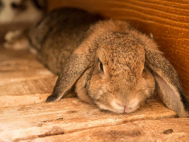 Holland Lop Lifespan