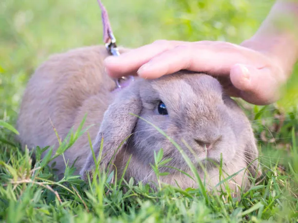 Holland Lop Lifespan