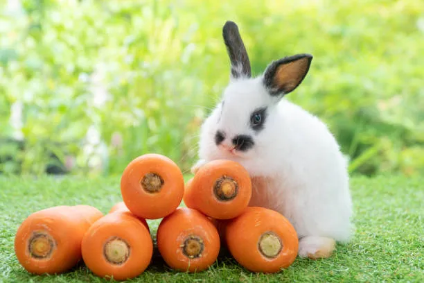 Holland Lop Rabbit