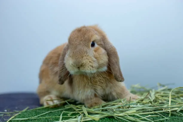 Holland Lop Rabbit