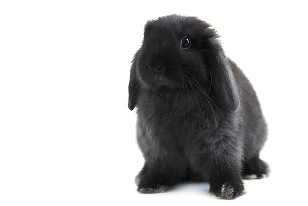 Holland Lop Rabbit