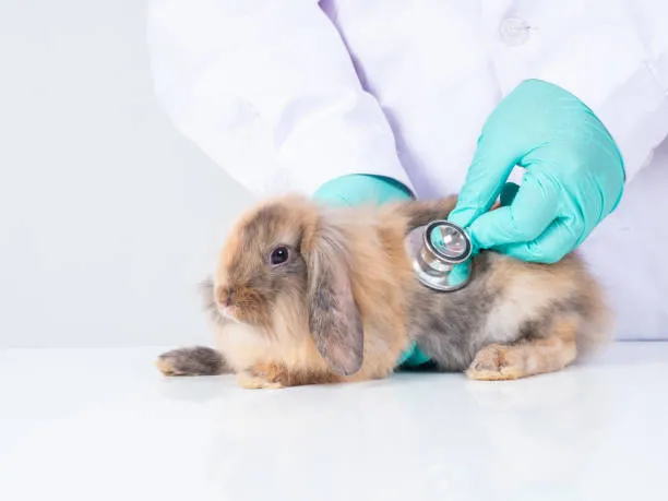 Holland Lop Rabbit