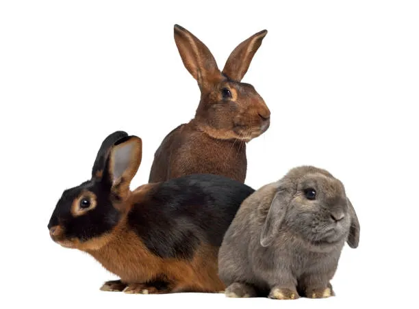Holland Lop Rabbit
