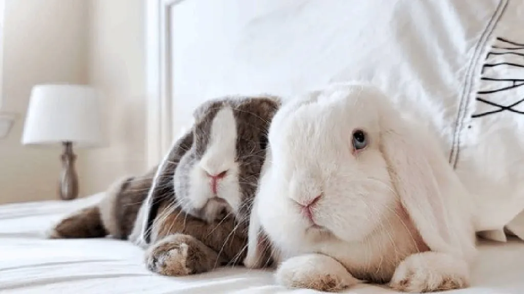 Holland Lop Rabbits