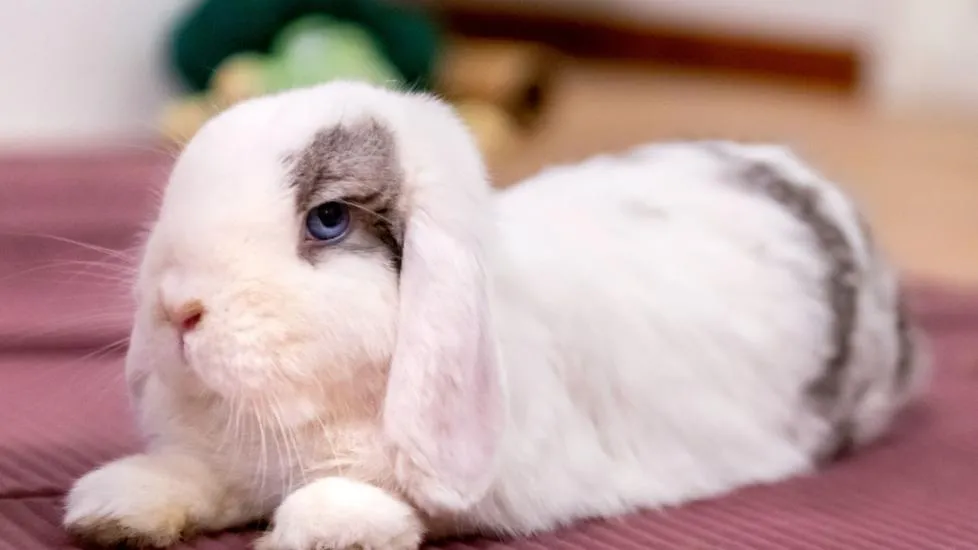 Holland Lop Rabbits