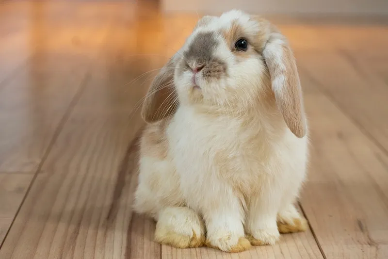 Holland Lop Rabbits