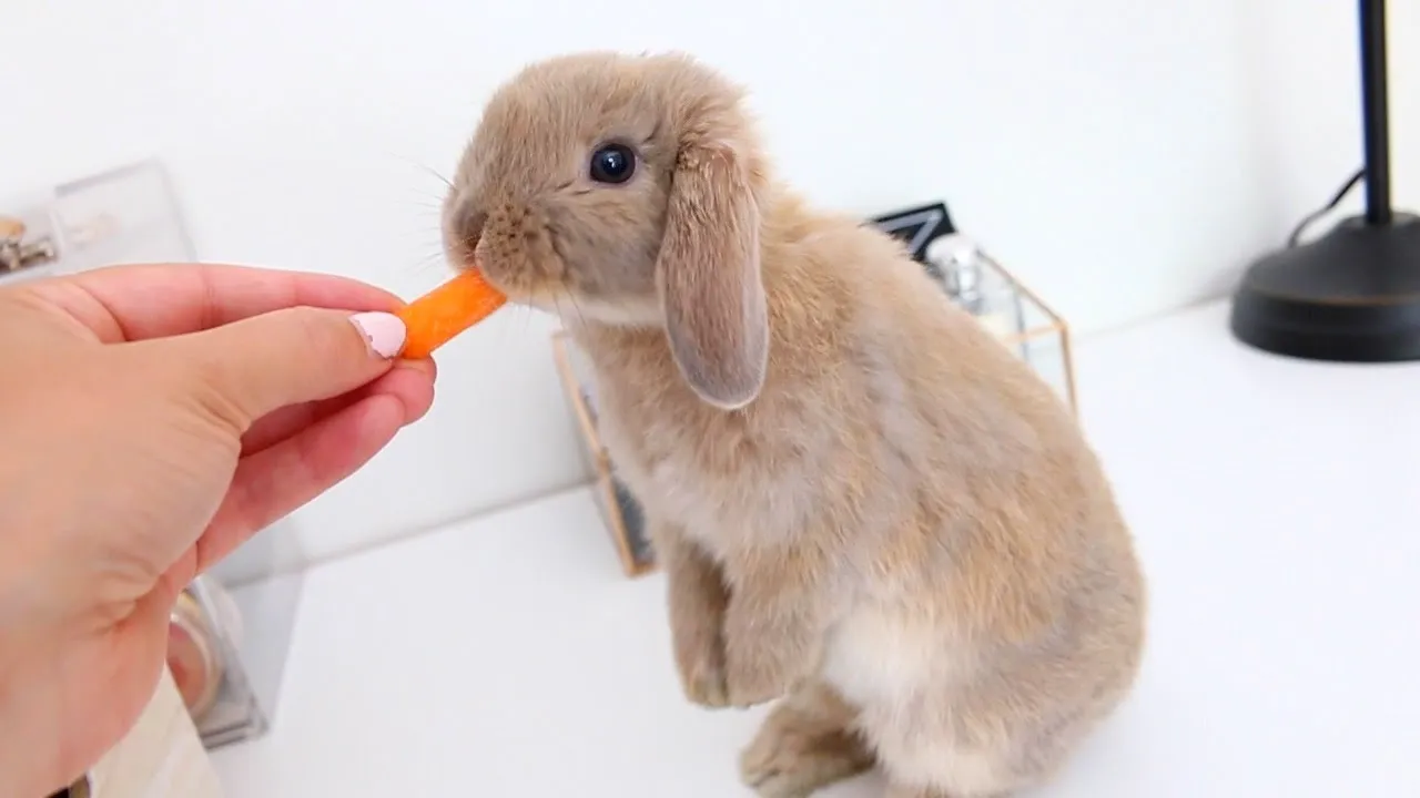 Holland Lop Rabbits