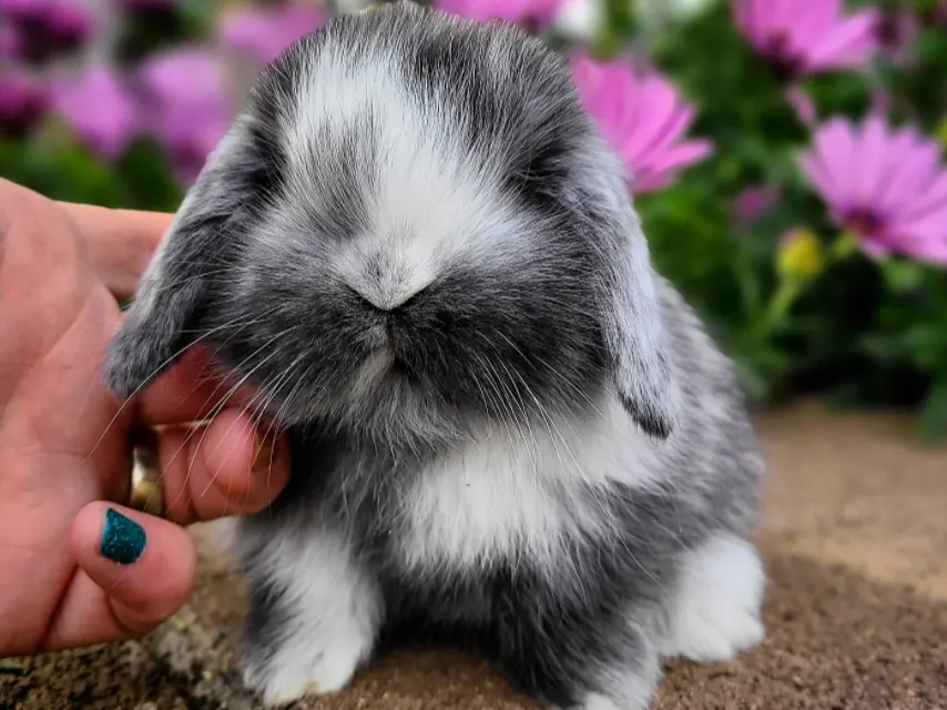 Holland Lop Rabbits