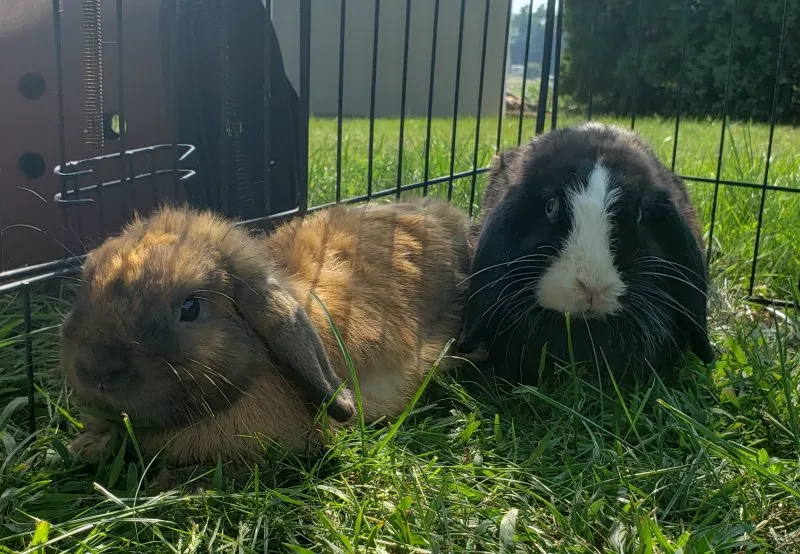 Mini Lop vs Holland Lop