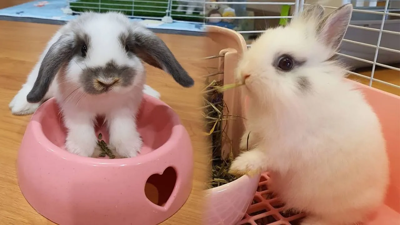 Mini Lop vs Holland Lop