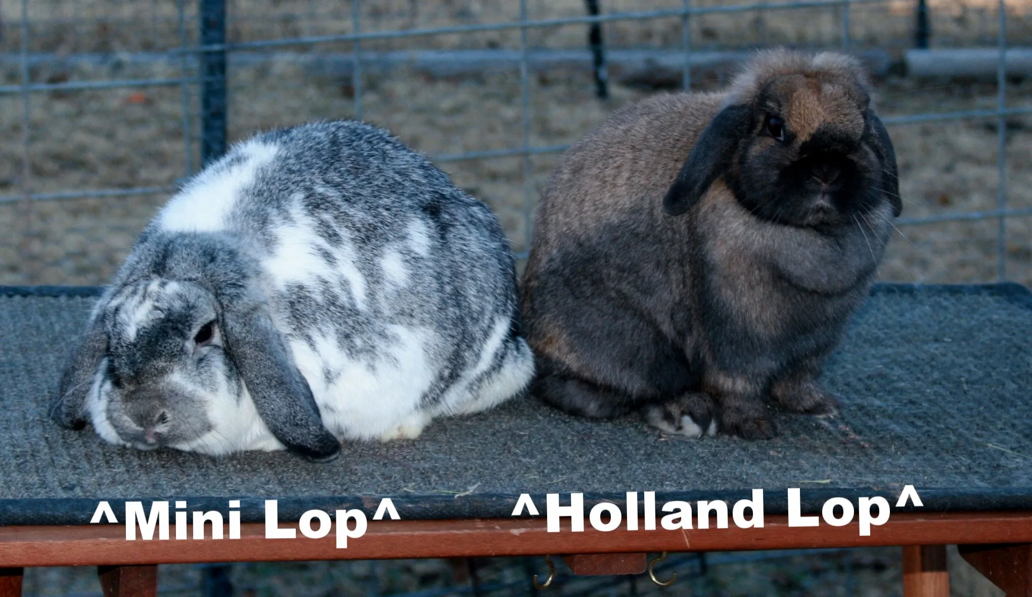 Mini Lop vs Holland Lop