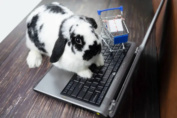 holland lop