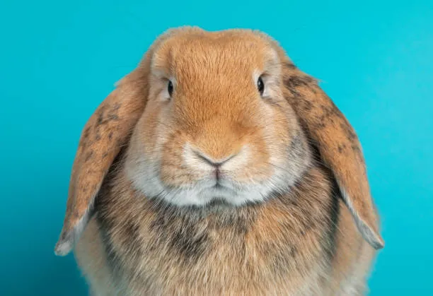 holland lop