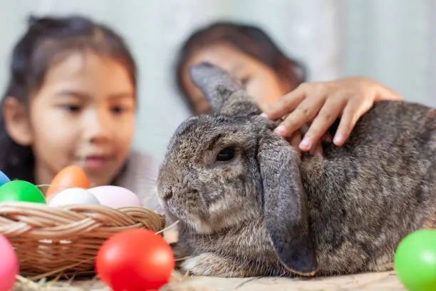 holland lop