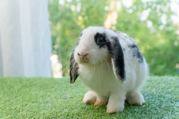 holland lop