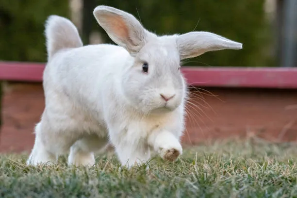 holland lop